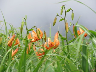 IMG_7267.JPG